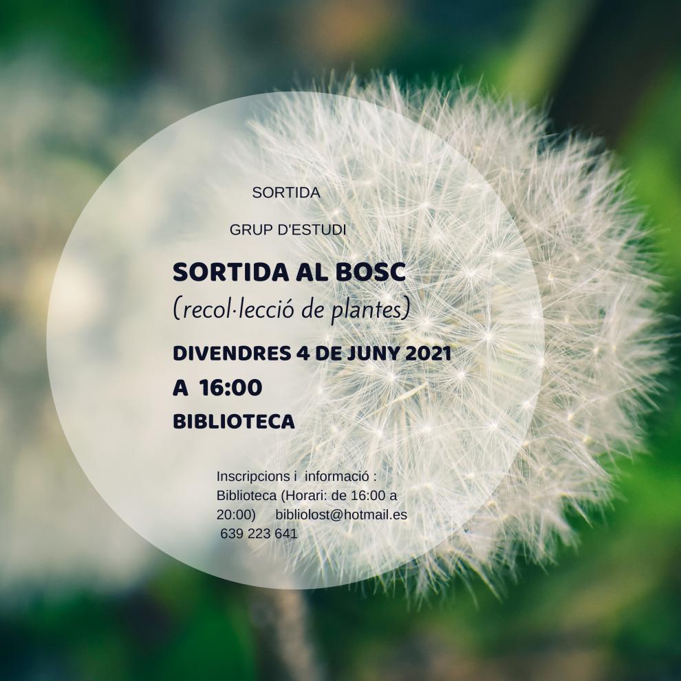Sortida al bosc. Recol·lecció de plantes